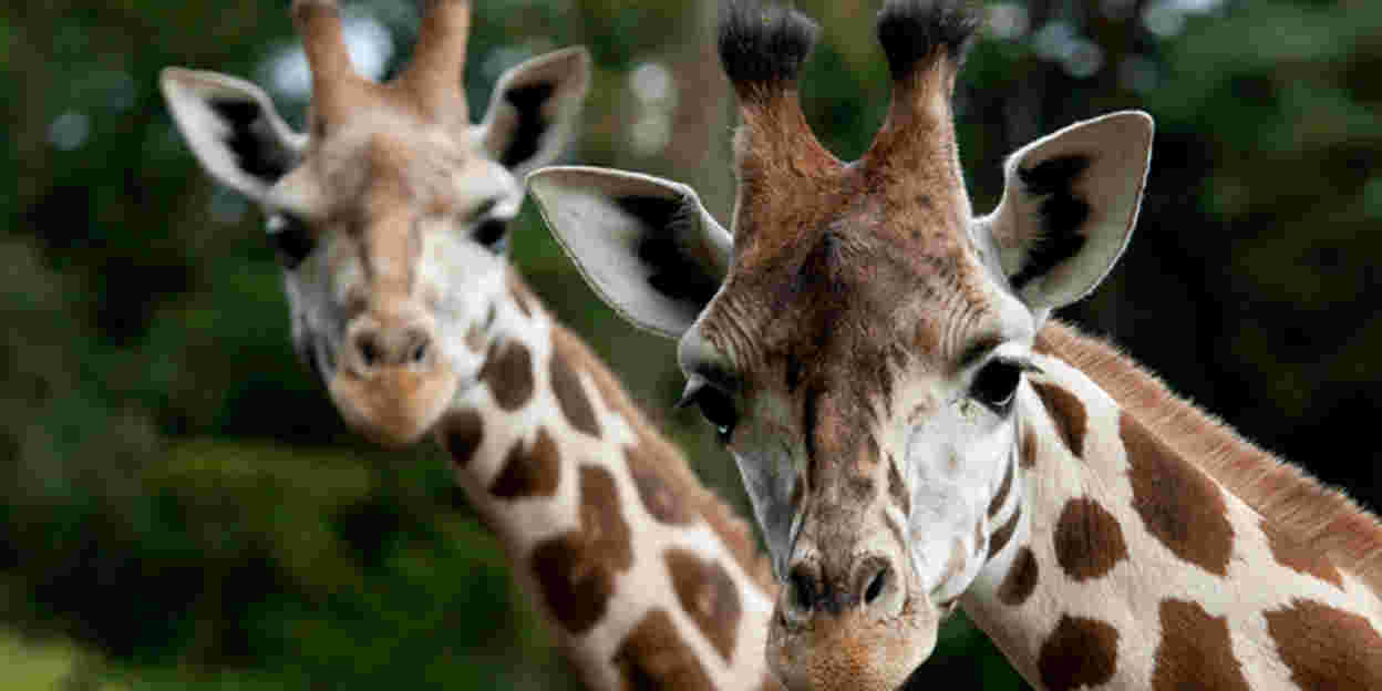 Special transport: giraffe