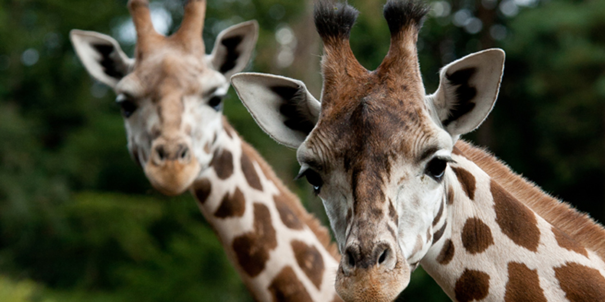Special transport: giraffe