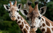 Special transport: giraffe