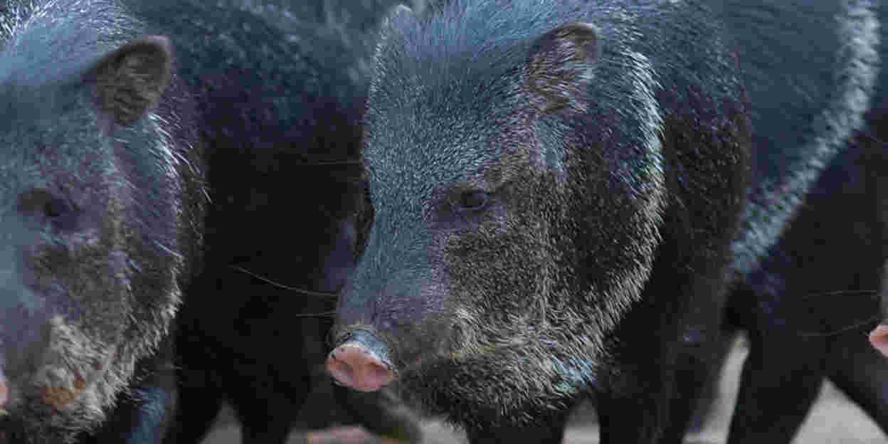 The scent of other species