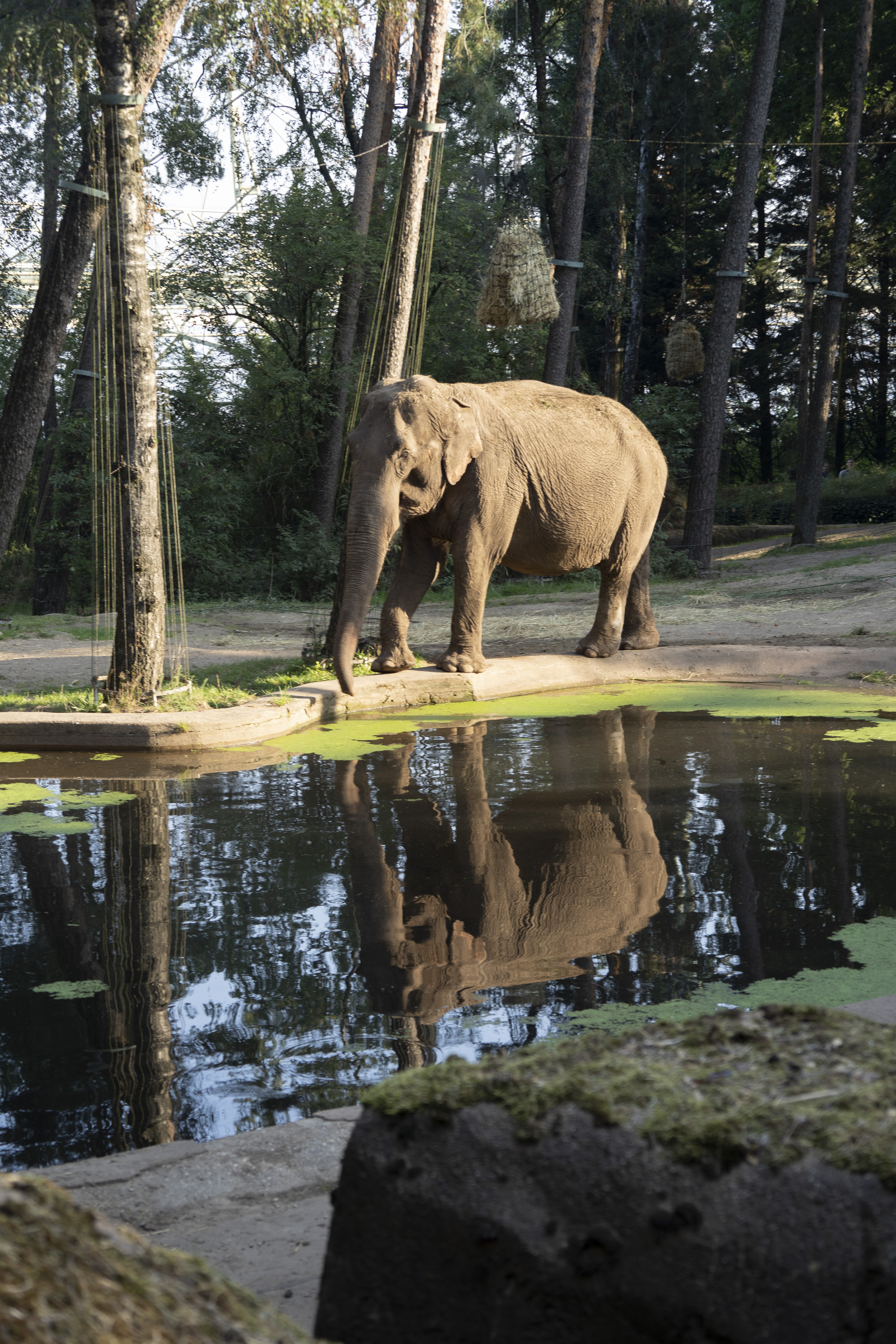 Park | Royal Burgers' Zoo