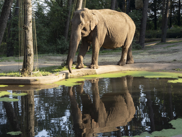 Park | Royal Burgers' Zoo