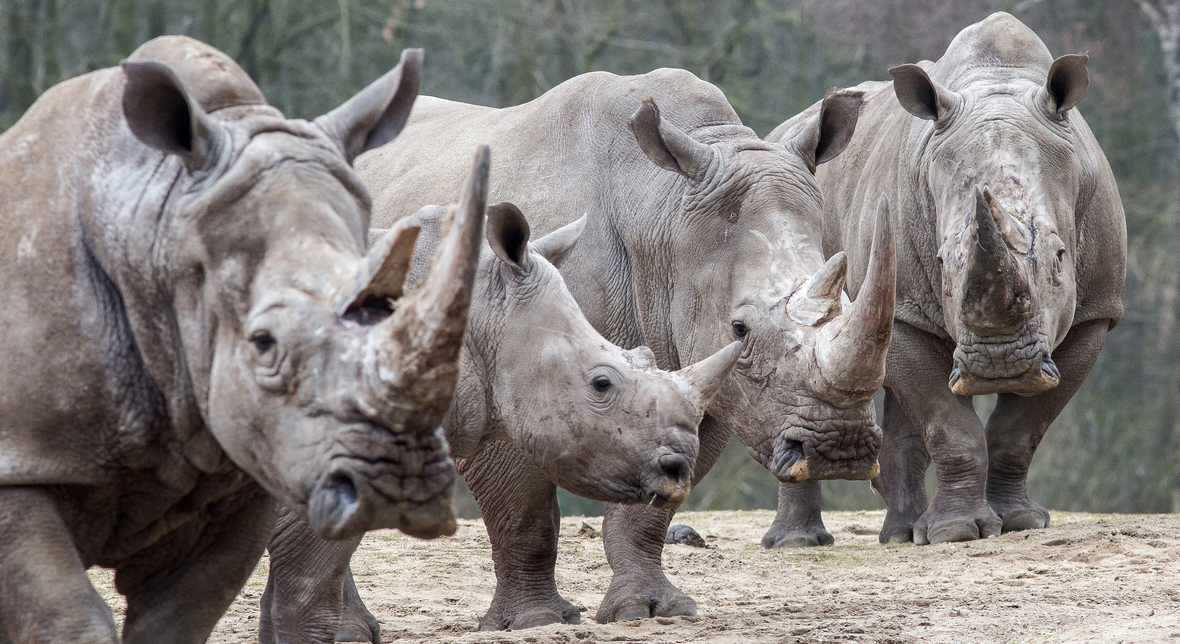 Ruben takes care of square-lipped rhinos