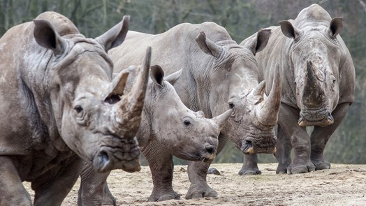 In the European top five: the square-lipped rhinoceros