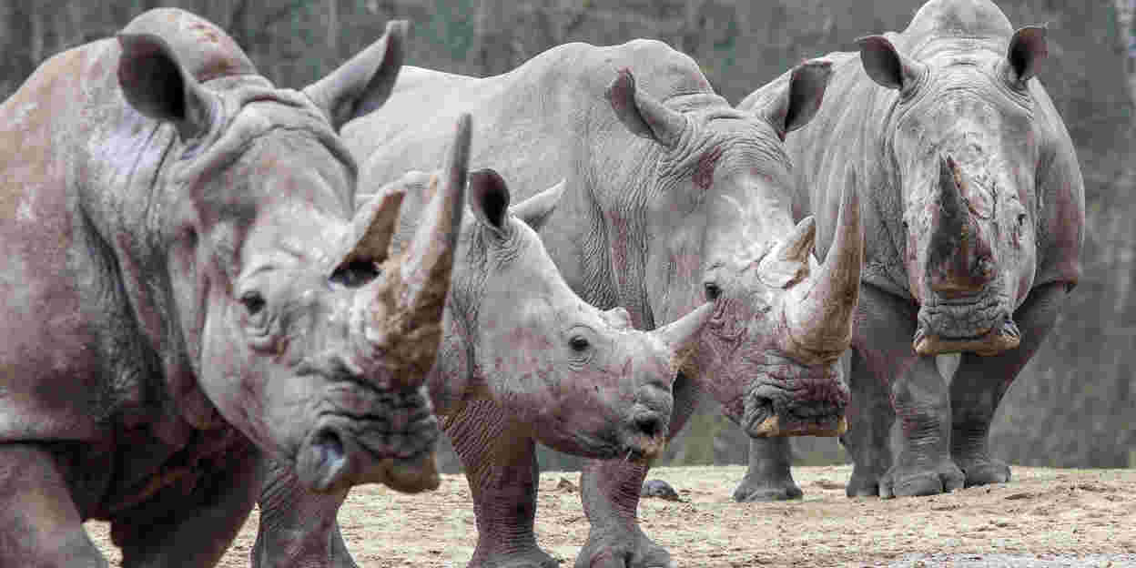 Ruben takes care of square-lipped rhinos