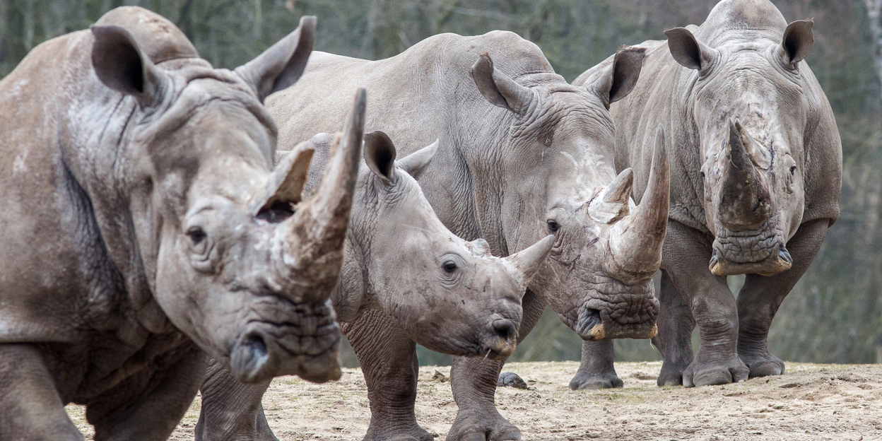 Ruben takes care of square-lipped rhinos