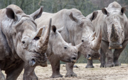 Ruben takes care of square-lipped rhinos