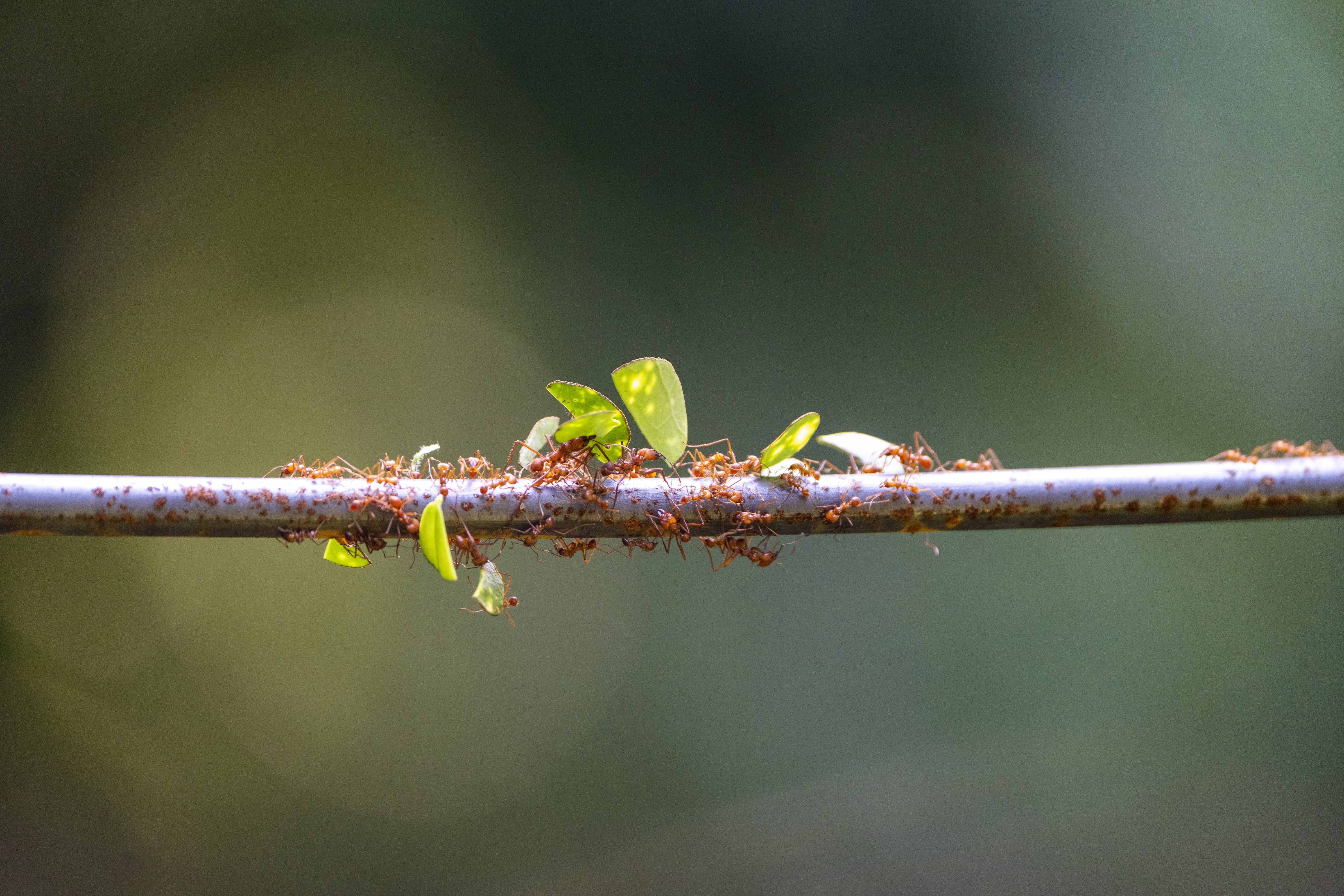Leaves walk through tropical rainforest 
