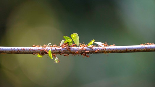 New residents in the Bush: leafcutter ants
