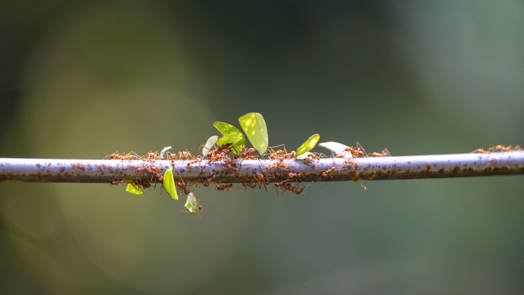 New residents in the Bush: leafcutter ants