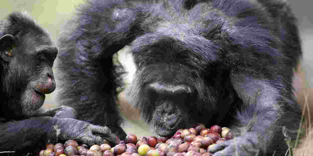 Food dispensers in the chimpanzee enclosure