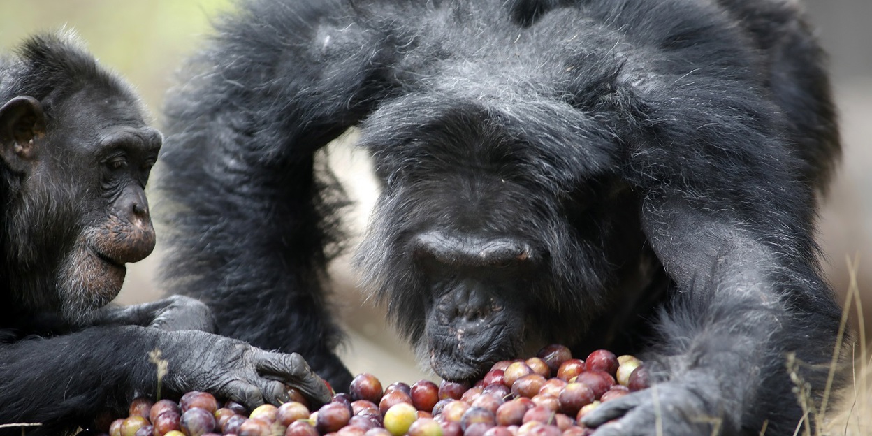 Food dispensers in the chimpanzee enclosure