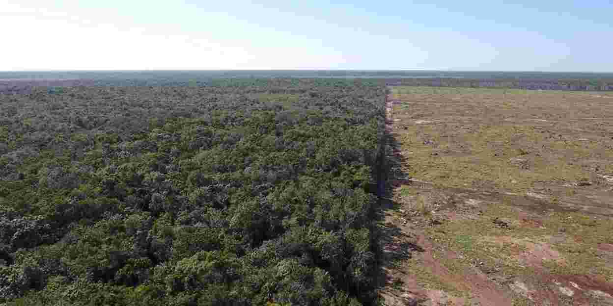 Nature conservation in Belize: successful sanctuary for manatees and monkeys