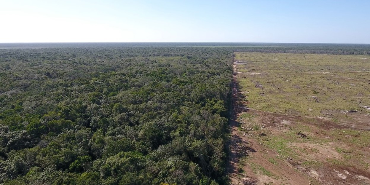 Nature conservation in Belize: successful sanctuary for manatees and monkeys