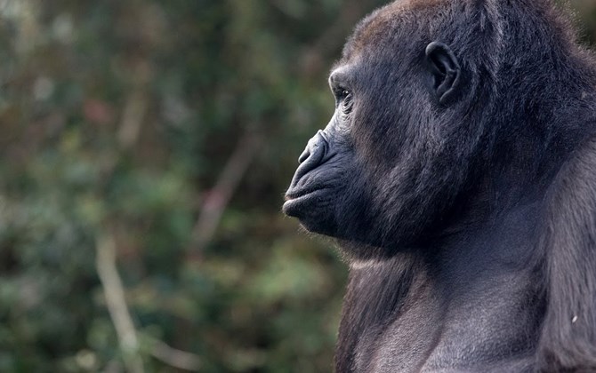 Hand-rearing gorillas