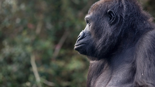 Hand-rearing gorillas