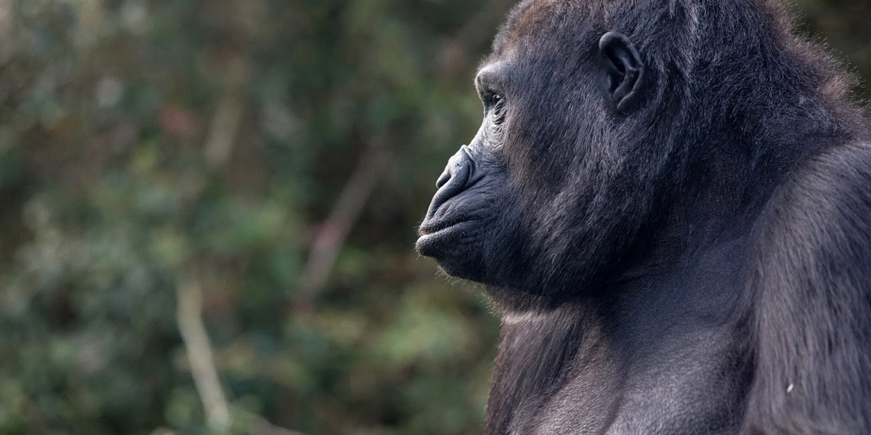 Hand-rearing gorillas