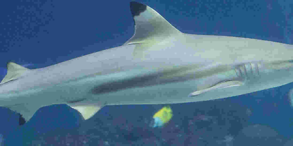 Collection of cartilaginous fish