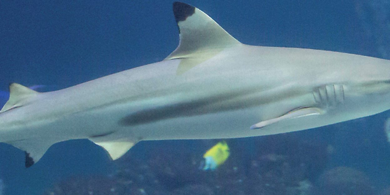 Collection of cartilaginous fish