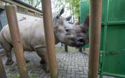 Rhinoceros moves to Kaunas
