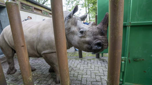Rhinoceros moves to Kaunas