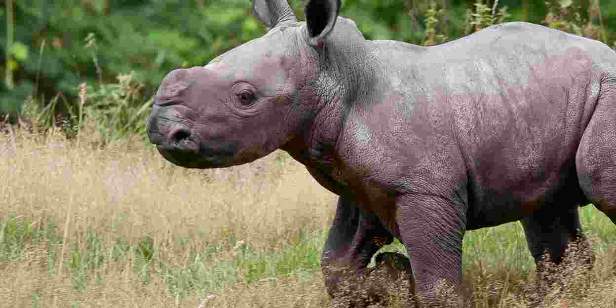 In the European top five: the square-lipped rhinoceros