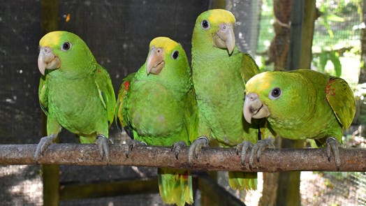 Nature conservation in Belize: hopeful work on bird rehabilitation centre