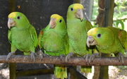 Nature conservation in Belize: hopeful work on bird rehabilitation centre