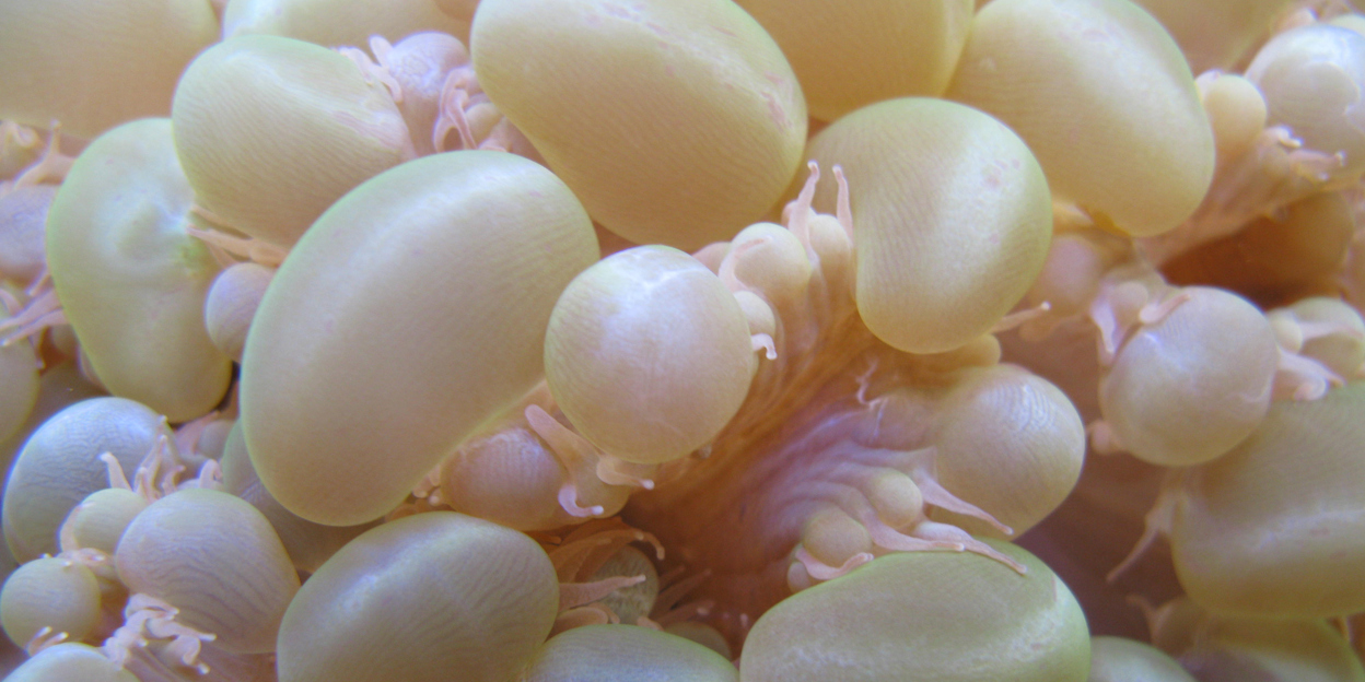 Arnhem coral emigrates to England en masse