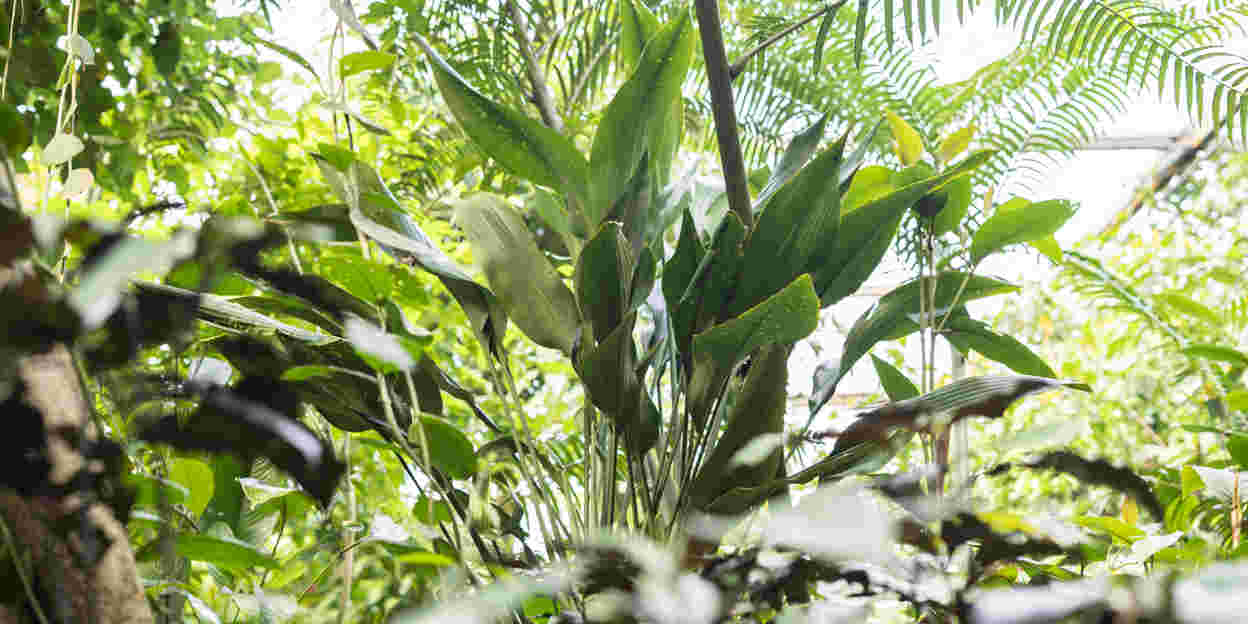 A world premier! Scientist discovers new Dracaena species in Royal Burgers' Zoo