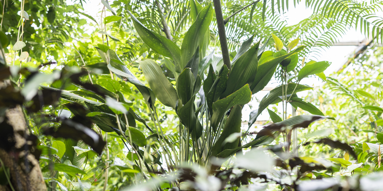 A world premier! Scientist discovers new Dracaena species in Royal Burgers' Zoo