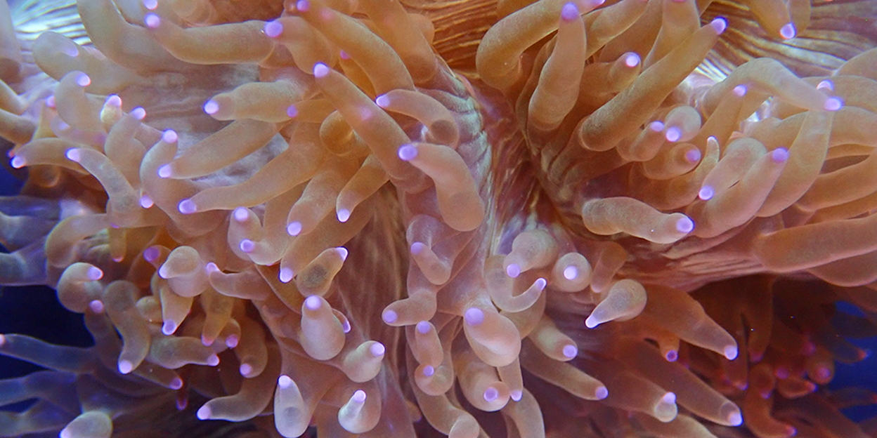 Burgers’ Ocean breeds coral for all of Europe