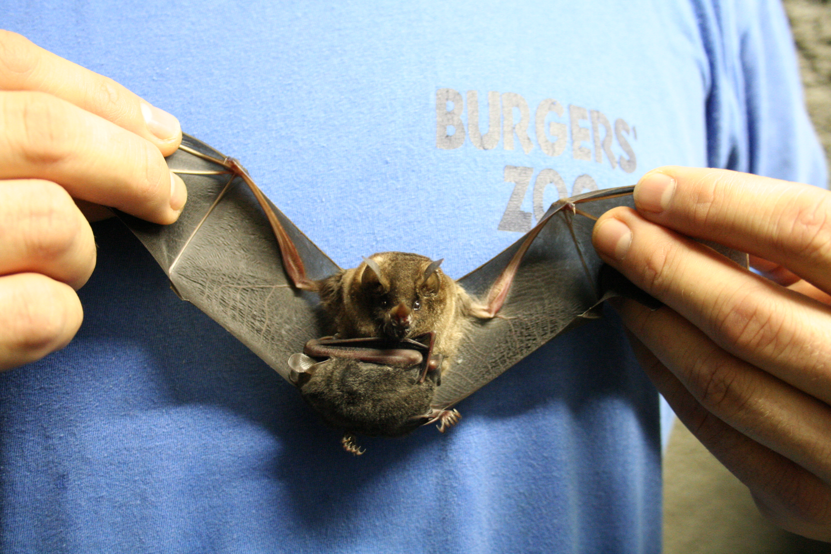 Dennis cares for Seba’s short-tailed bats