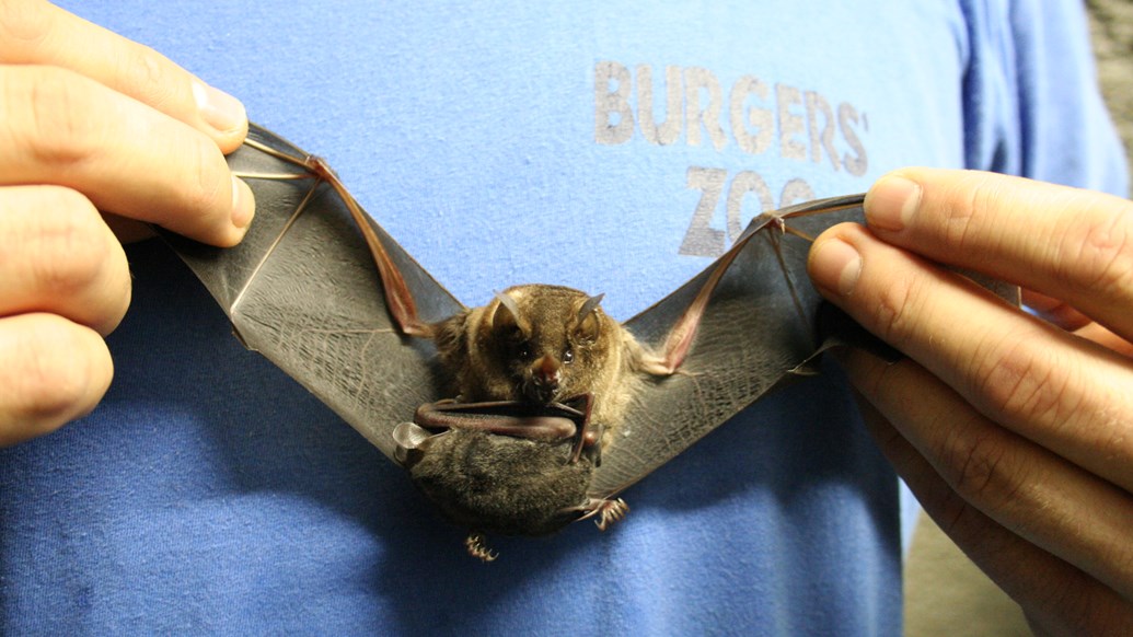 Short-tailed bats
