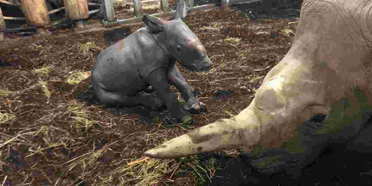 Birth rhinoceros calf puts Arnhem in European top five