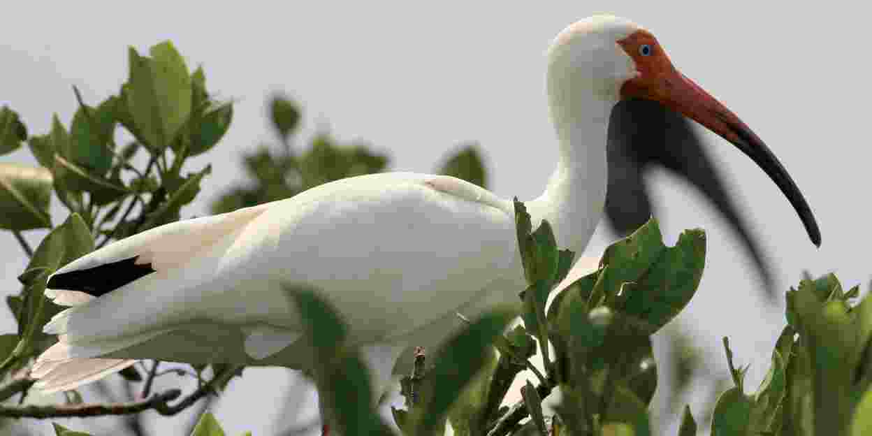The white and sometimes red ibises of Belize