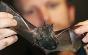 Counting bats