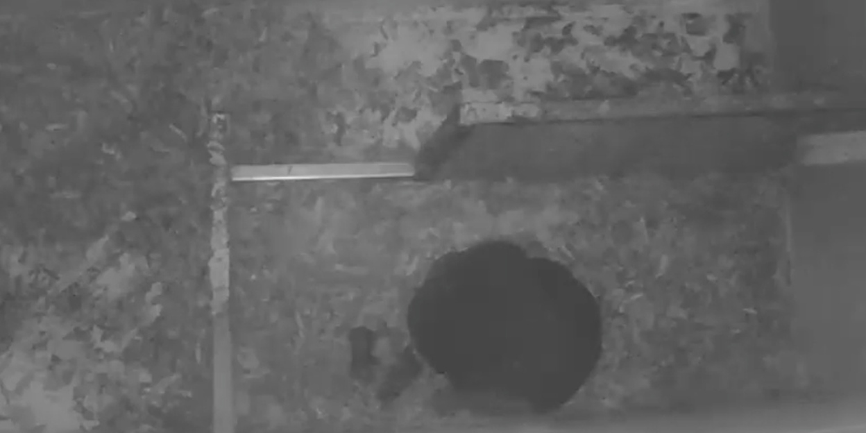 Difficult sun bears make miracle possible