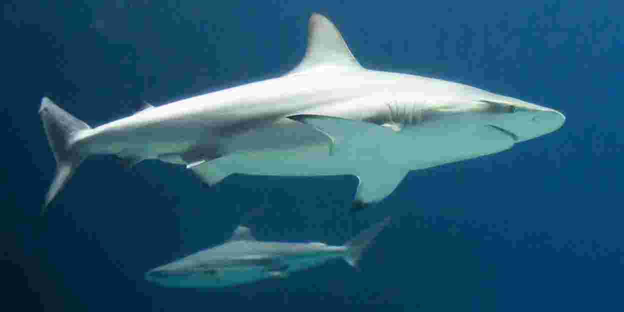 Special transport: shark