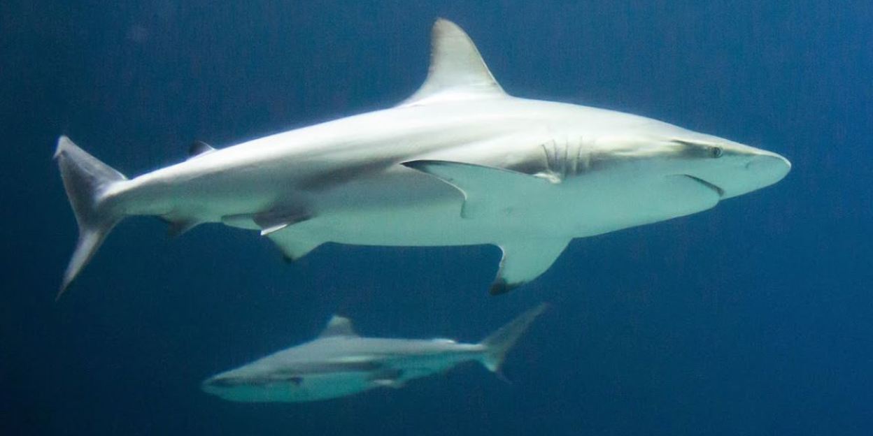 Special transport: shark