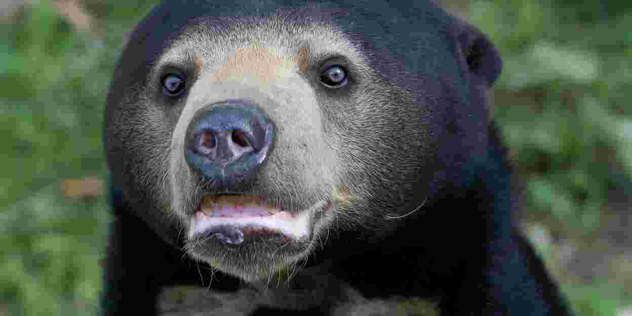 German specialists research fertility in bears