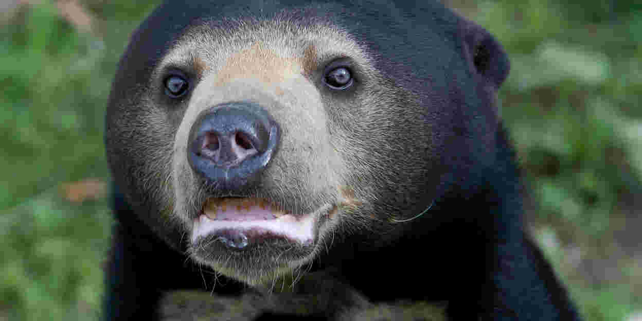 German specialists research fertility in bears
