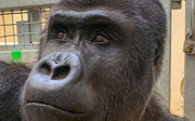 Burgers' Zoo receives silverback from Warsaw