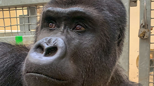 Burgers' Zoo receives silverback from Warsaw