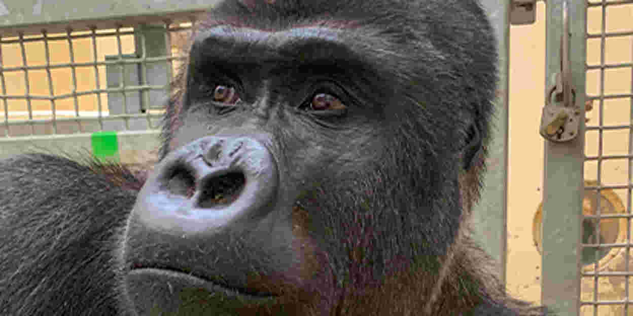 Burgers' Zoo receives silverback from Warsaw