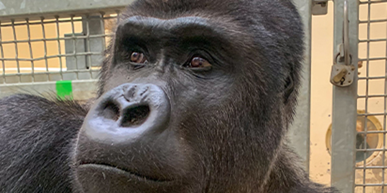 Burgers' Zoo receives silverback from Warsaw