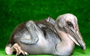 Hand-rearing pelicans