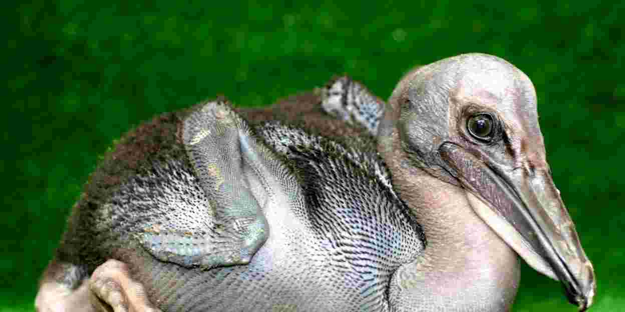 Hand-rearing pelicans