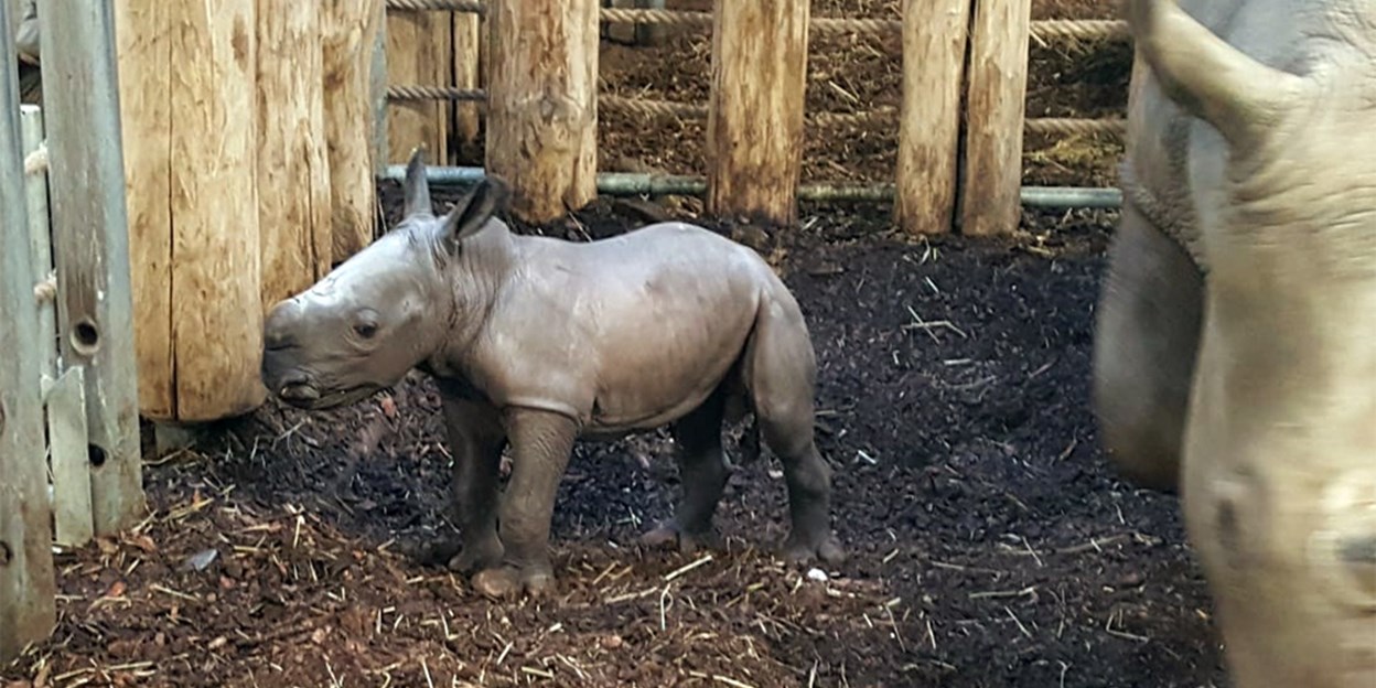 Hopeful rhinoceros breeding at Burgers' Zoo Hopeful rhinoceros breeding at Burgers' Zoo