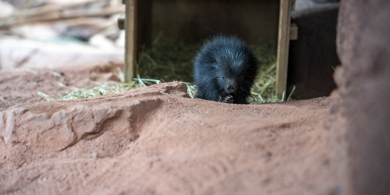 Prickly new arrival delights Burgers’ Zoo